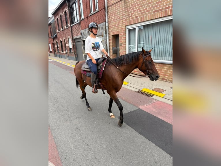 Französischer Traber Wallach 5 Jahre 162 cm Brauner in Meldert