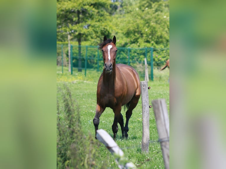 Französischer Traber Wallach 5 Jahre 162 cm Brauner in Meldert