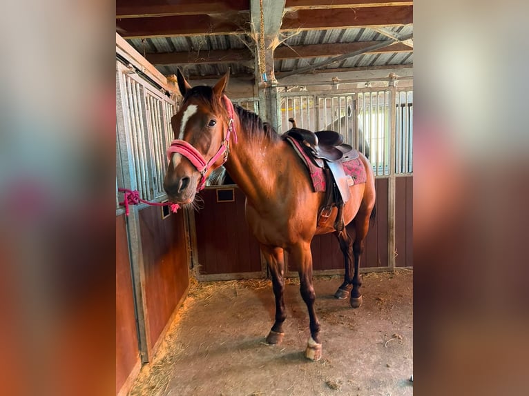 Französischer Traber Wallach 5 Jahre 162 cm Brauner in Meldert