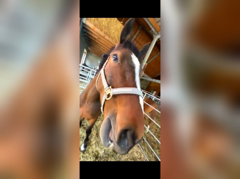 Französischer Traber Wallach 5 Jahre 162 cm Brauner in Meldert