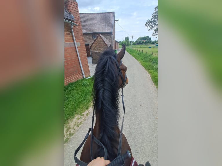Französischer Traber Wallach 5 Jahre 162 cm Brauner in Meldert
