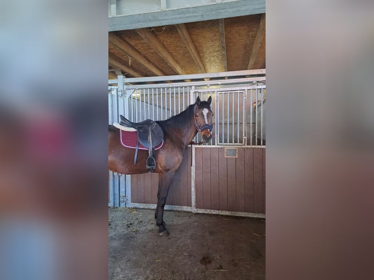 Französischer Traber Wallach 5 Jahre 162 cm Brauner in Meldert