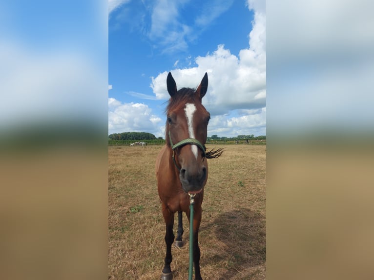 Französischer Traber Wallach 5 Jahre 162 cm Brauner in Meldert