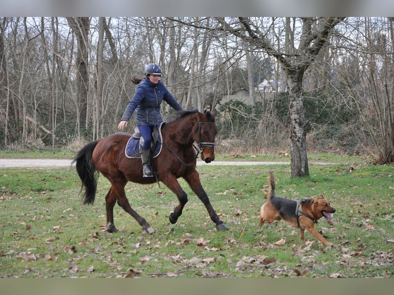 Französischer Traber Wallach 5 Jahre 164 cm Brauner in Orléans