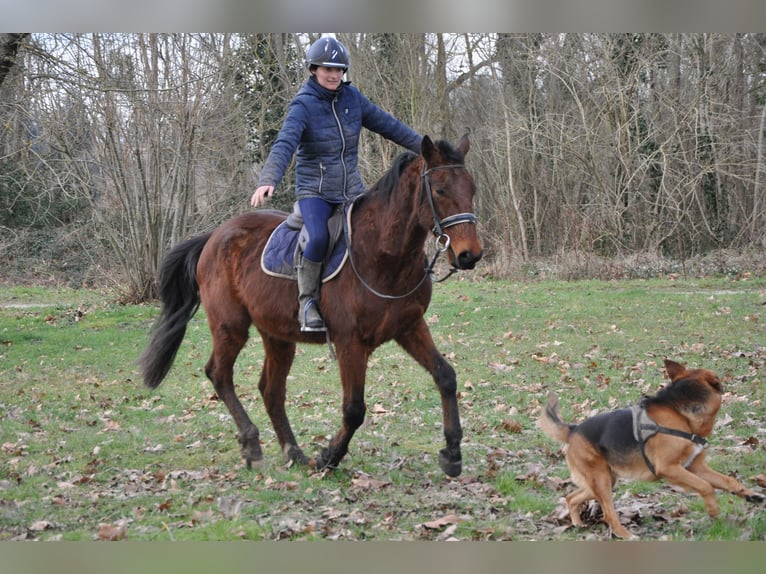 Französischer Traber Wallach 5 Jahre 164 cm Brauner in Orléans