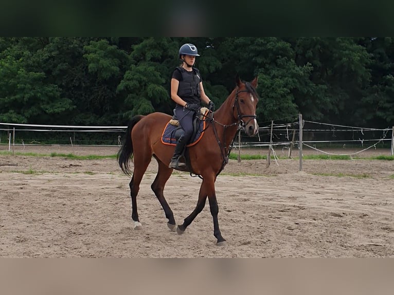 Französischer Traber Wallach 5 Jahre 165 cm Brauner in Pi&#x142;a