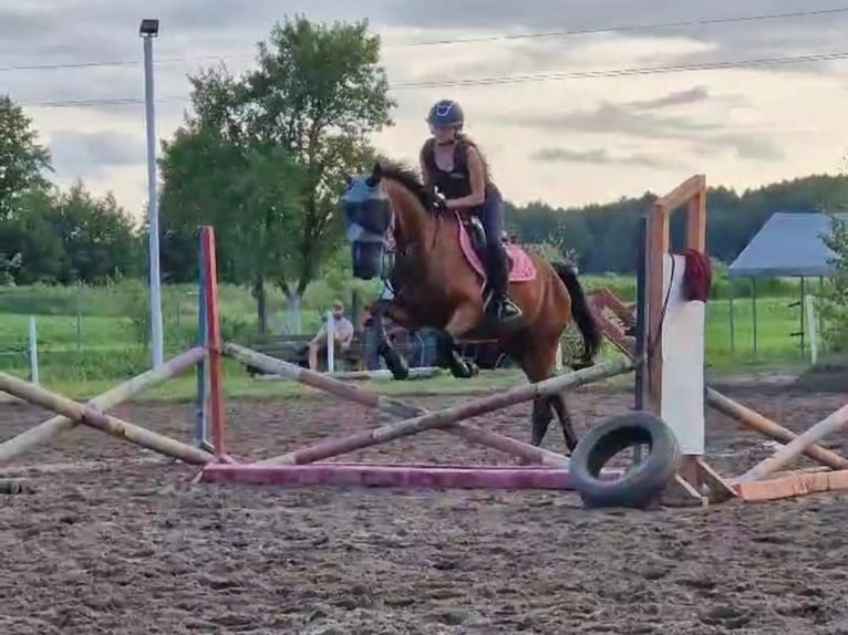 Französischer Traber Wallach 5 Jahre 165 cm Brauner in Romanowo Dolne