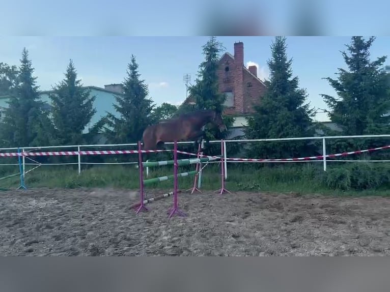 Französischer Traber Wallach 5 Jahre 165 cm Brauner in Romanowo Dolne