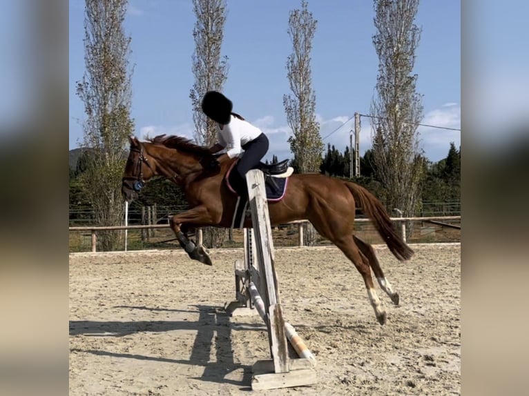 Französischer Traber Wallach 5 Jahre 165 cm Fuchs in Benifaio