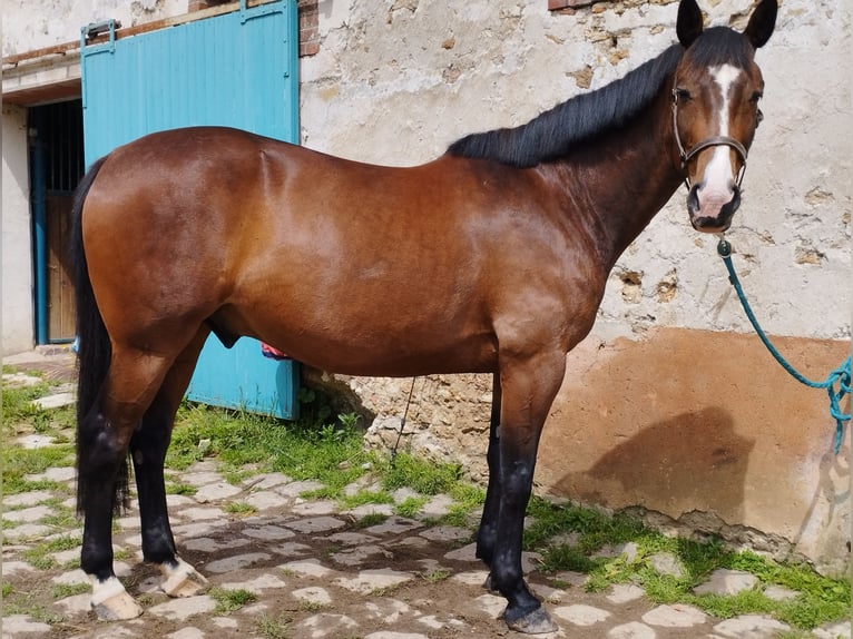 Französischer Traber Wallach 5 Jahre 166 cm Brauner in Coulommiers