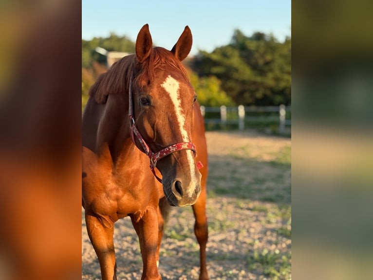 Französischer Traber Wallach 5 Jahre 167 cm Fuchs in Hoek van Holland