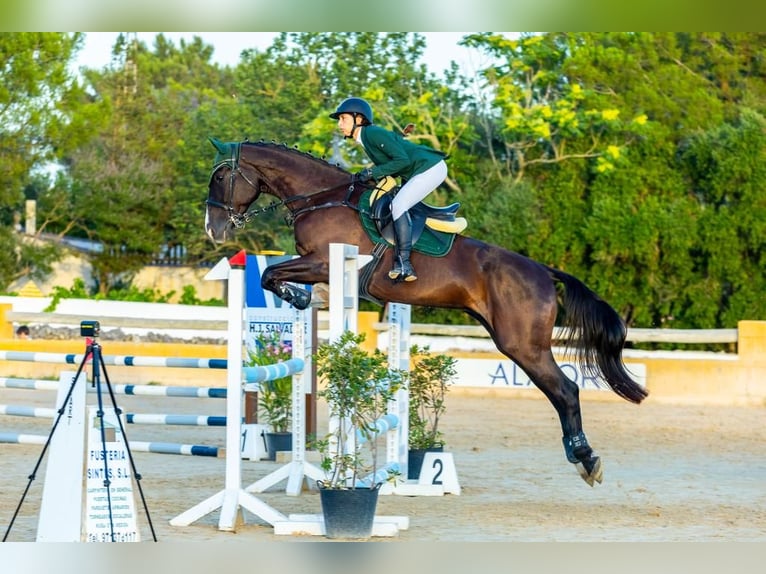 Französischer Traber Wallach 5 Jahre 169 cm Rappe in Ciutadella De Menorca