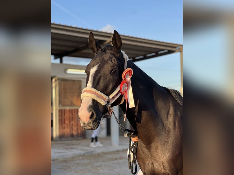 Französischer Traber Wallach 5 Jahre 169 cm Rappe in Ciutadella De Menorca