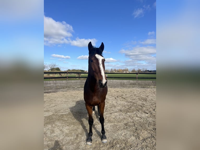 Französischer Traber Wallach 5 Jahre 170 cm Brauner in Nieuwerbrug aan den Rijn