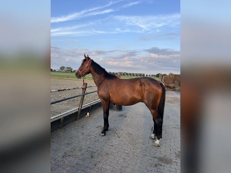 Französischer Traber Wallach 5 Jahre 170 cm Brauner in Nieuwerbrug aan den Rijn