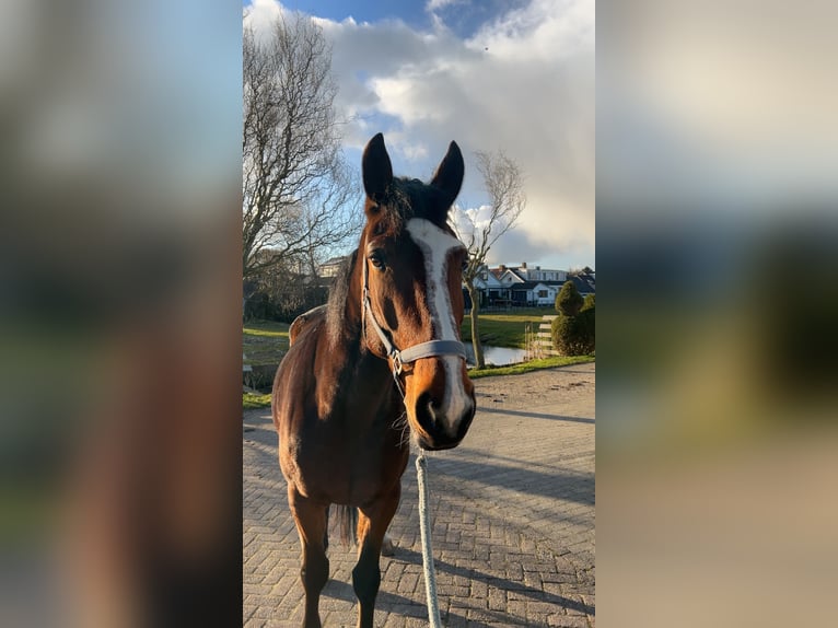 Französischer Traber Wallach 5 Jahre 170 cm Brauner in Nieuwerbrug aan den Rijn