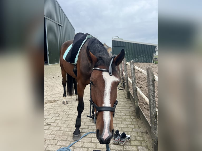 Französischer Traber Wallach 5 Jahre 170 cm Brauner in Nieuwerbrug aan den Rijn