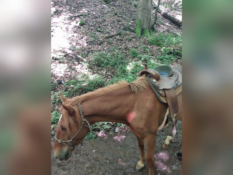 Französischer Traber Wallach 5 Jahre 172 cm Fuchs in Burgen