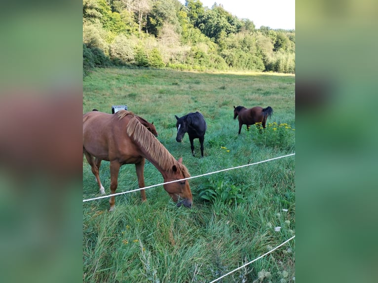 Französischer Traber Wallach 5 Jahre 172 cm Fuchs in Burgen