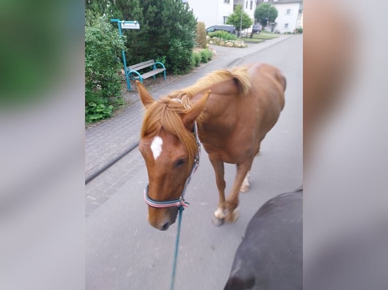 Französischer Traber Wallach 5 Jahre 172 cm Fuchs in Burgen