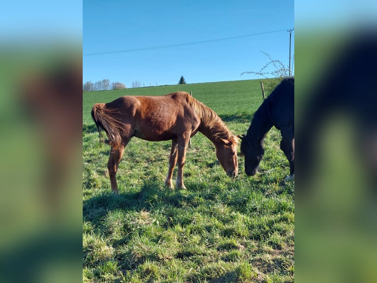 Französischer Traber Wallach 5 Jahre 172 cm Fuchs in Burgen