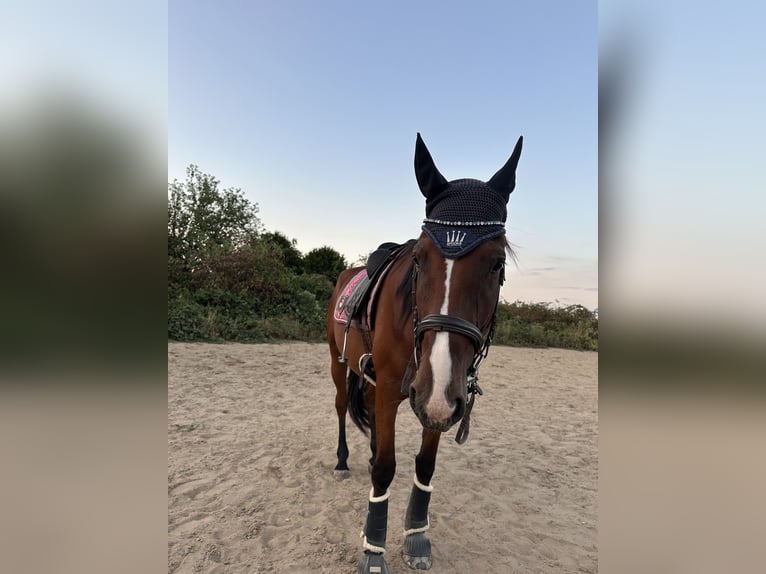 Französischer Traber Wallach 5 Jahre 175 cm Brauner in Kaarst Vorst