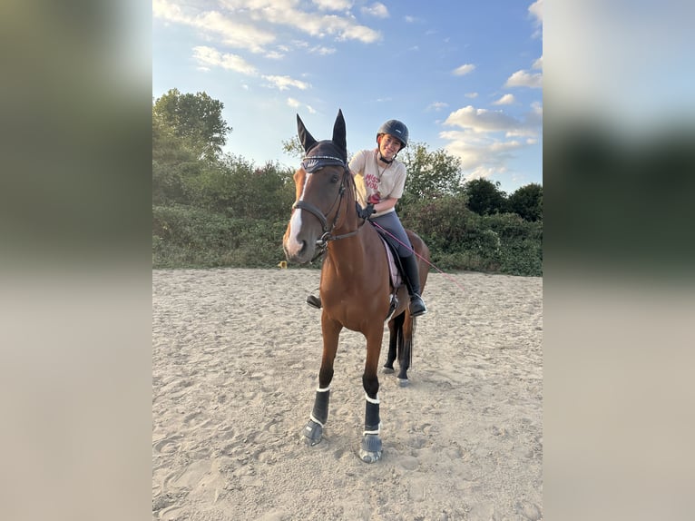 Französischer Traber Wallach 5 Jahre 175 cm Brauner in Kaarst Vorst