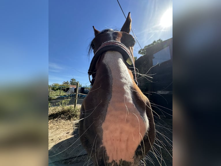 Französischer Traber Wallach 5 Jahre 175 cm Brauner in Kaarst Vorst