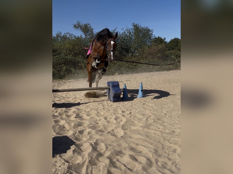 Französischer Traber Wallach 5 Jahre 175 cm Brauner in Kaarst Vorst