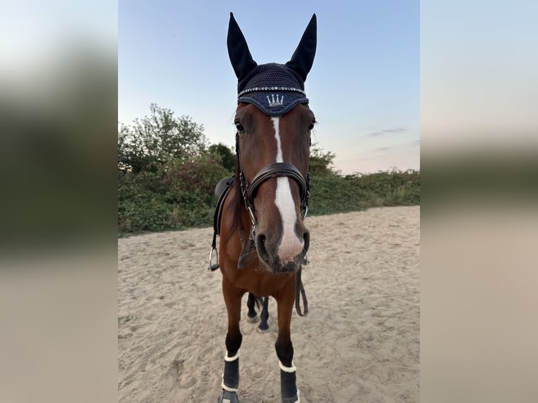 Französischer Traber Wallach 5 Jahre 175 cm Brauner in Kaarst Vorst