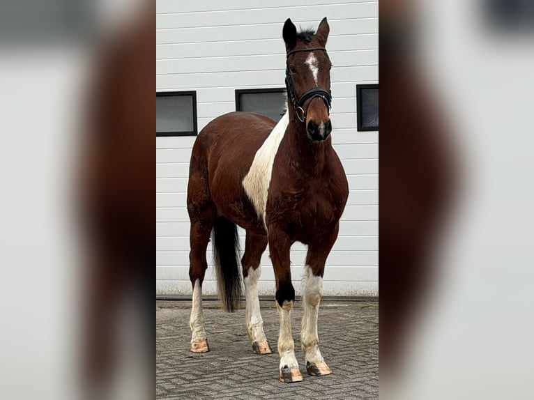 Französischer Traber Wallach 6 Jahre 158 cm Schecke in Someren