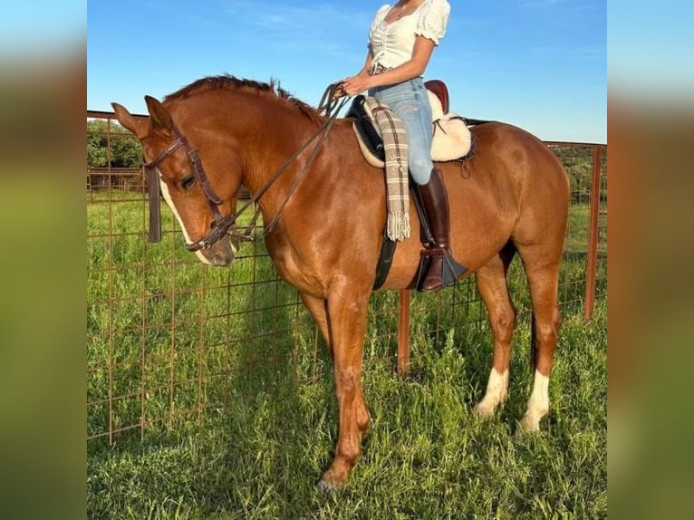 Französischer Traber Wallach 6 Jahre 164 cm Fuchs in Sabadell Französischer Traber Wallach 6 Jahre 164 cm Fuchs in Sabadell