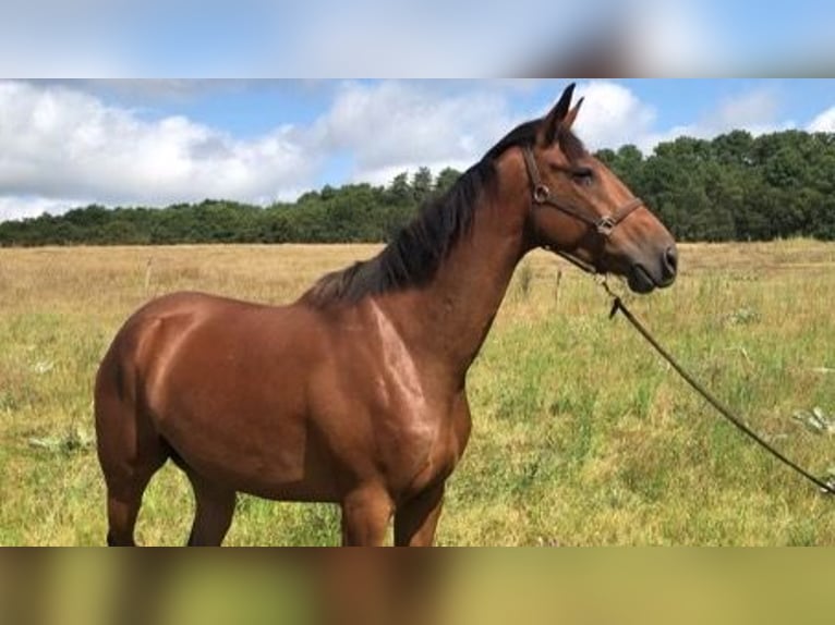 Französischer Traber Wallach 6 Jahre 165 cm Brauner in Le Lude