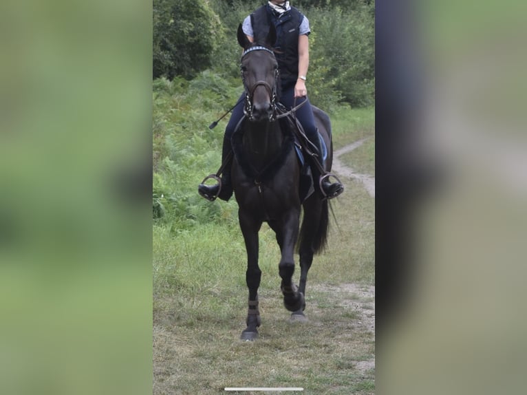 Französischer Traber Wallach 6 Jahre 167 cm Rappe in chauny Französischer Traber Wallach 6 Jahre 167 cm Rappe in chauny