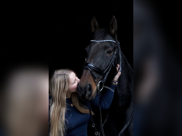 Französischer Traber Wallach 6 Jahre 168 cm Dunkelbrauner in Arnhem