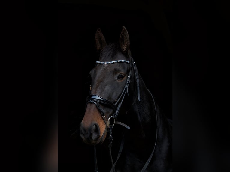 Französischer Traber Wallach 6 Jahre 168 cm Dunkelbrauner in Arnhem