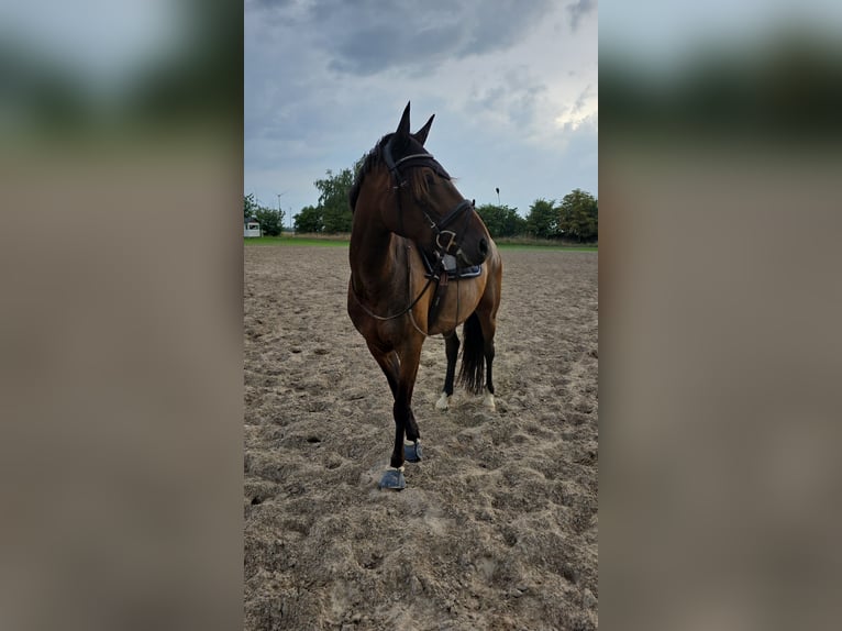 Französischer Traber Wallach 6 Jahre 170 cm Brauner in Hohenberg-Krusemark