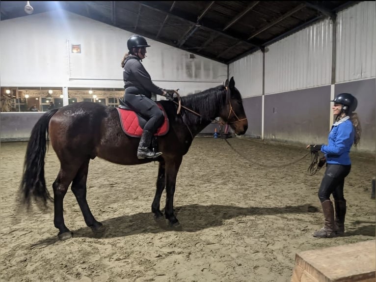 Französischer Traber Wallach 6 Jahre 174 cm Brauner in Elst