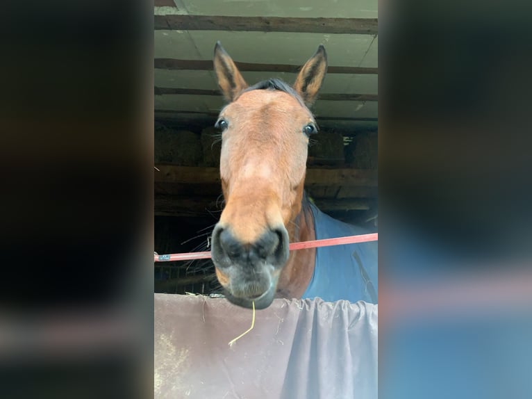 Französischer Traber Wallach 6 Jahre 175 cm Brauner in Saint-Gervais-les-Bains