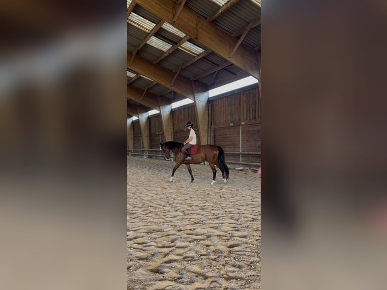 Französischer Traber Wallach 7 Jahre 160 cm Brauner in 33000