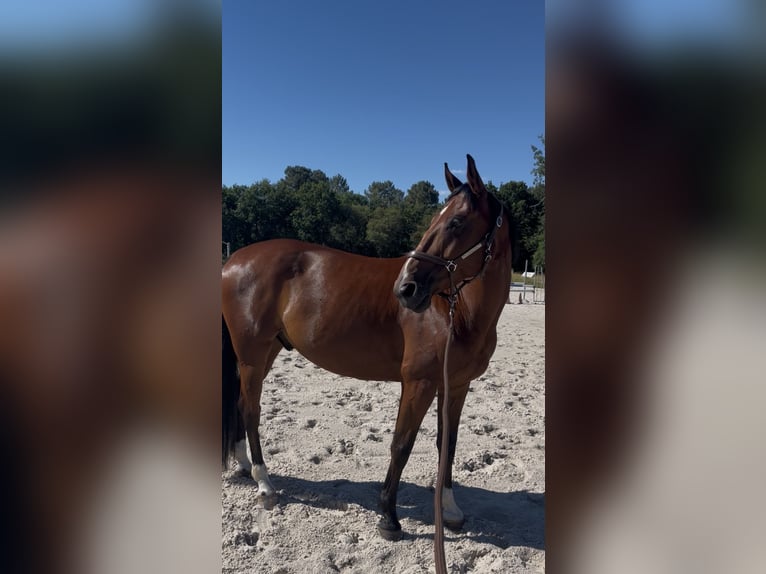 Französischer Traber Wallach 7 Jahre 160 cm Brauner in 33000