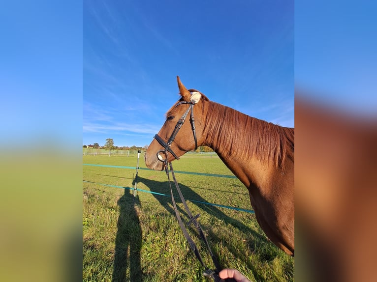 Französischer Traber Wallach 7 Jahre 160 cm Fuchs in Bautzen