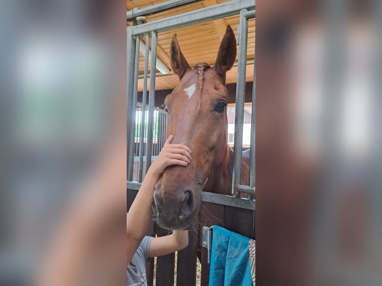 Französischer Traber Wallach 7 Jahre 160 cm Fuchs in Bautzen