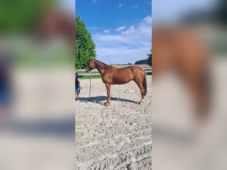 Französischer Traber Wallach 7 Jahre 160 cm Fuchs in Bautzen