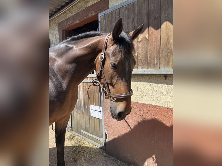 Französischer Traber Wallach 7 Jahre 163 cm Brauner in Villecresnes