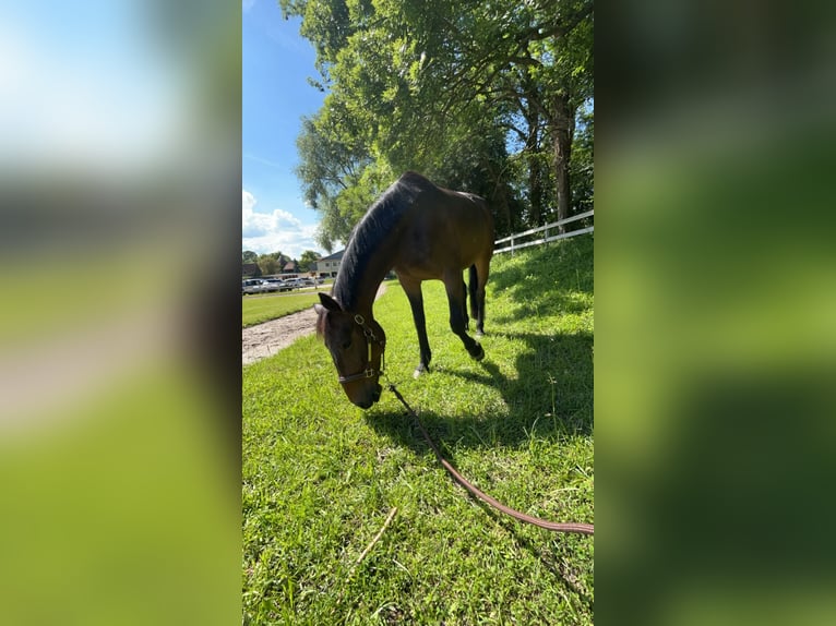 Französischer Traber Wallach 7 Jahre 163 cm Brauner in Villecresnes