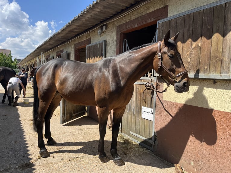 Französischer Traber Wallach 7 Jahre 163 cm Brauner in Villecresnes