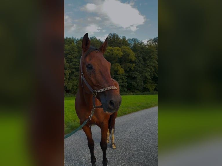Französischer Traber Wallach 7 Jahre 165 cm Brauner in Kirnitzschtal Französischer Traber Wallach 7 Jahre 165 cm Brauner in Kirnitzschtal