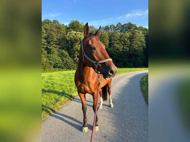 Französischer Traber Wallach 7 Jahre 165 cm Brauner in Sebnitz