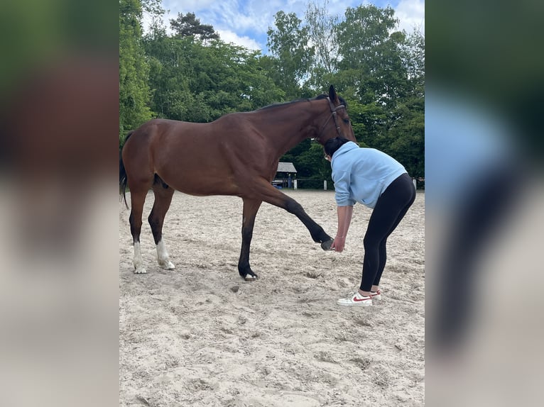 Französischer Traber Wallach 7 Jahre 165 cm Brauner in Sebnitz